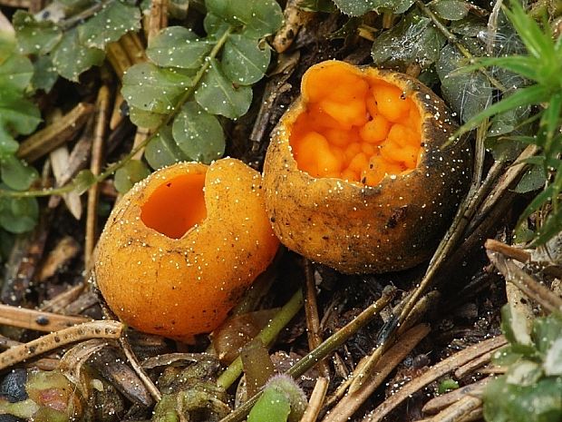 pohárovka ohnivá Caloscypha fulgens (Pers.) Boud.