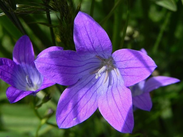 zvonček konáristý Campanula patula L.