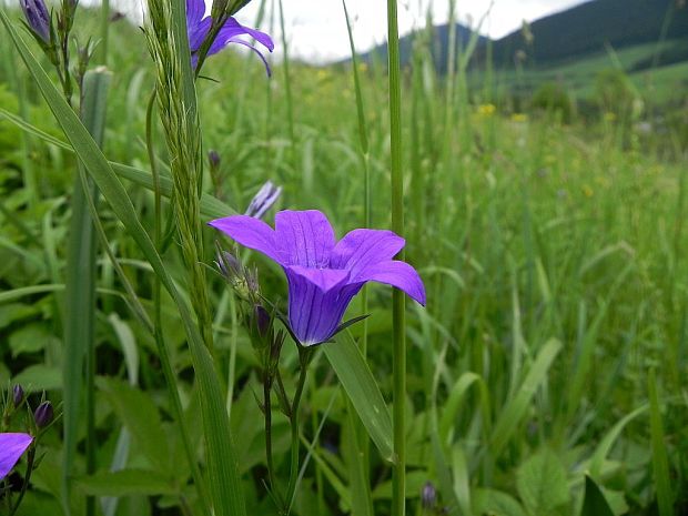 zvonček konáristý Campanula patula L.