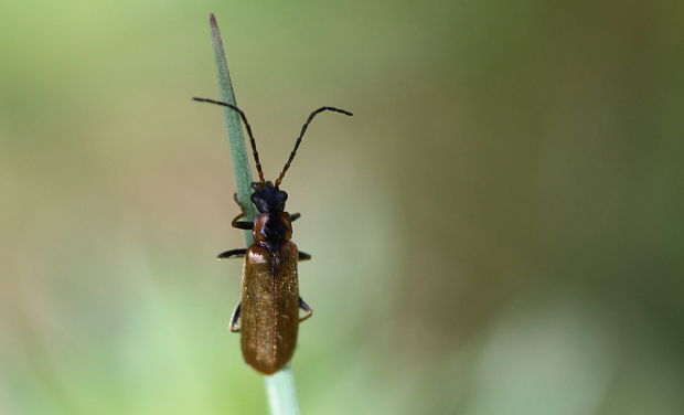 snehuľčík  /  páteříček Cantharis quadripunctata O.F. Müller, 1776