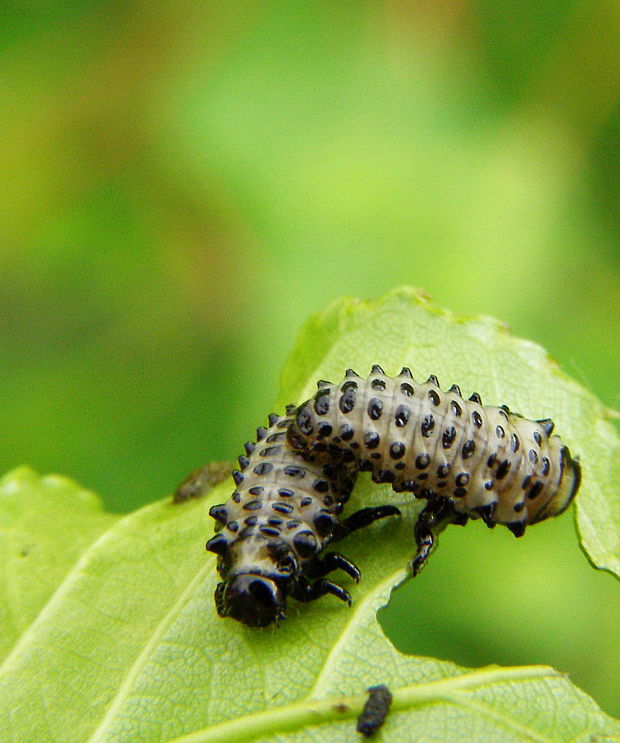 liskavka topolova Chrysomela populi