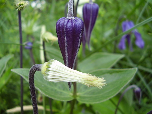 plamienok celistvolistý Clematis integrifolia L.