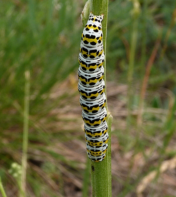 mora krtičníkova Cucullia scrophulariae (Relhan) Dörfelt