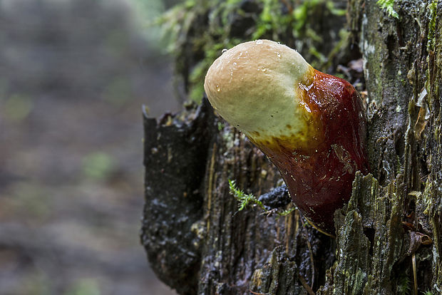 lesklokôrovka obyčajná Ganoderma lucidum (Curtis) P. Karst.