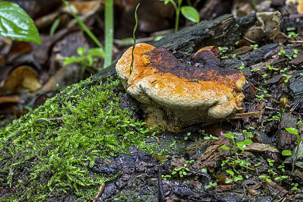 trámovka anízová Gloeophyllum odoratum (Wulfen) Imazeki