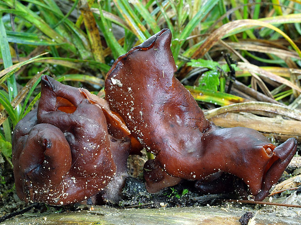 ušiak mitrovitý Gyromitra infula (Schaeff.) Quél.