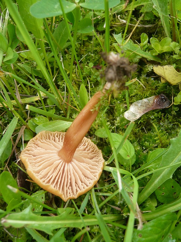 lakovka obyčajná Laccaria laccata (Scop.) Cooke