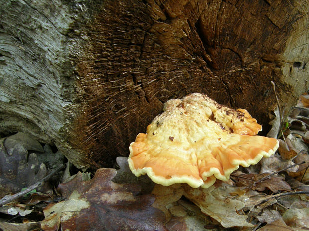 sírovec obyčajný Laetiporus sulphureus (Bull.) Murrill