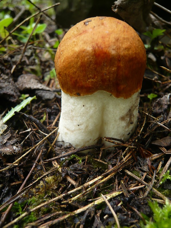 kozák osikový Leccinum albostipitatum den Bakker & Noordel.