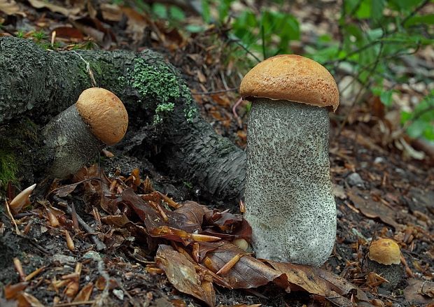 kozák žltooranžový Leccinum versipelle (Fr. & Hök) Snell