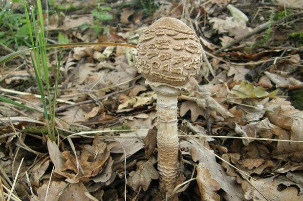 bedľa vysoká Macrolepiota procera (Scop.) Singer