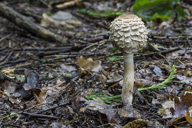 bedľa Macrolepiota sp.