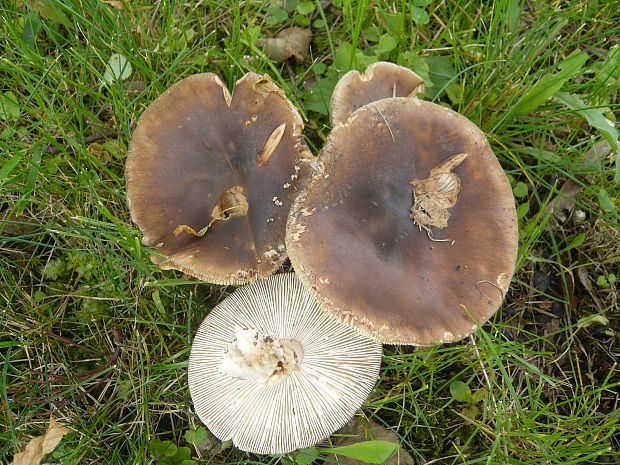 tmavuľka Melanoleuca sp.