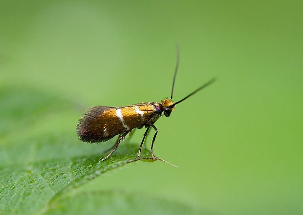 potočníkovec machový Micropterix aruncella