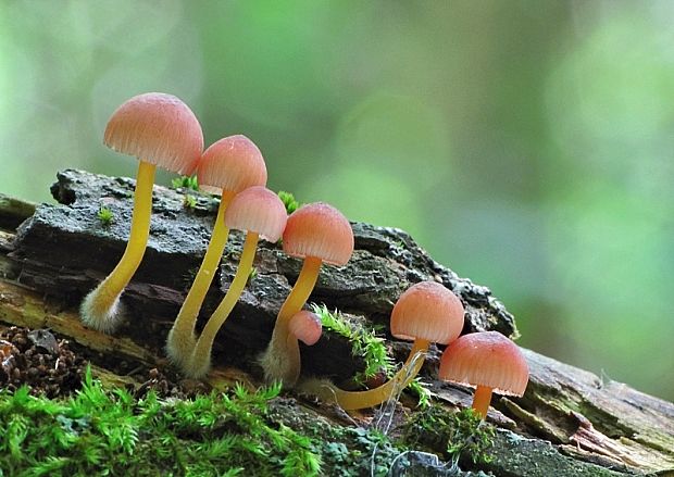 prilbička žltohlúbiková Mycena renati Quél.