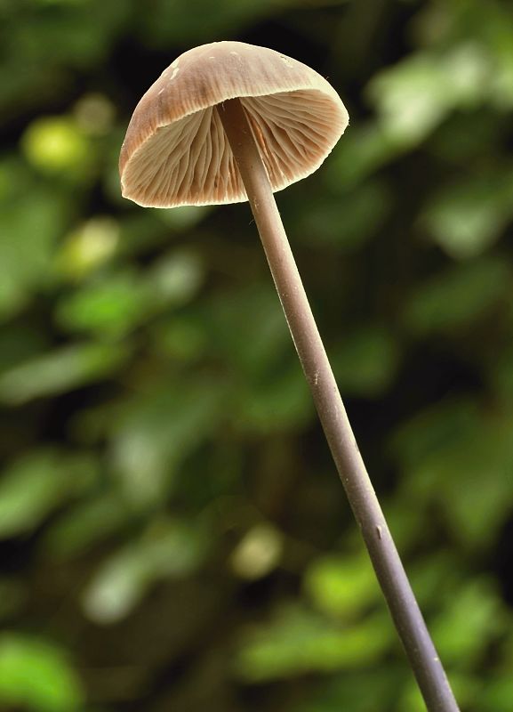 tanečnica cesnaková Mycetinis alliaceus (Jacq.) Earle ex A.W. Wilson & Desjardin