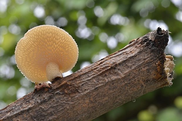 trúdnik veľkopórový Neofavolus alveolaris (DC.) Sotome & T. Hatt.