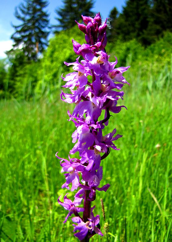 vstavač mužský poznačený Orchis mascula subsp. signifera (Vest) Soó