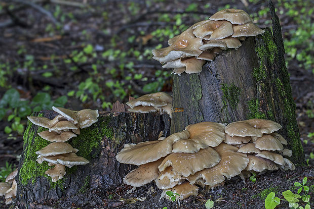 hliva lievikovitá Pleurotus cornucopiae (Paulet) Rolland