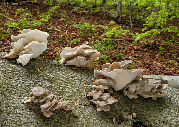 hliva buková Pleurotus pulmonarius (Fr.) Quél.