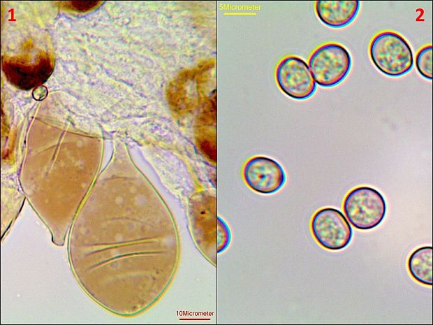 štítovka tmavohnedá Pluteus podospileus Sacc. & Cub.