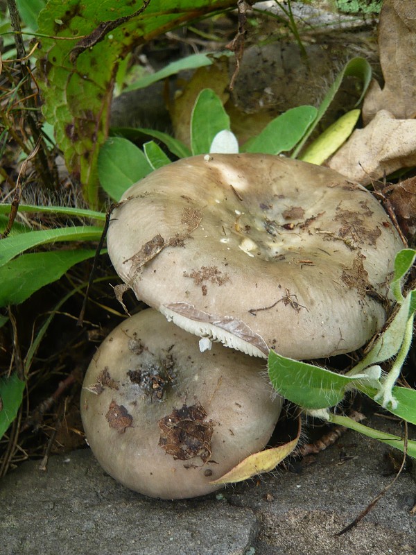 plávka strakatá Russula grisea Fr.