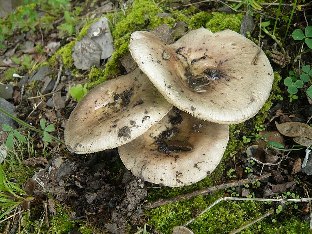 plávka strakatá Russula grisea Fr.