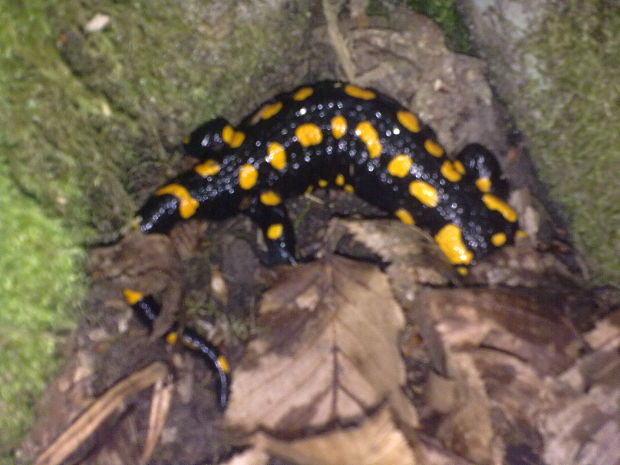 salamandra škvrnitá Salamandra salamandra