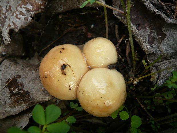 masliak zrnitý Suillus granulatus (L.) Roussel