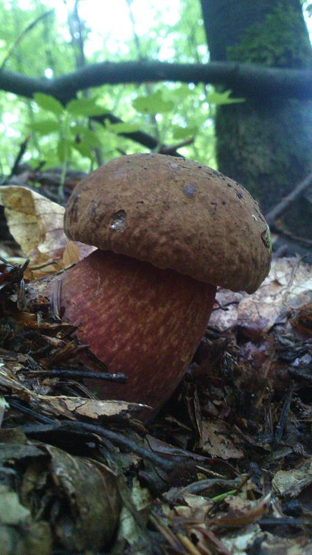 hríb zrnitohlúbikový Sutorius luridiformis (Rostk.) G. Wu & Zhu L. Yang