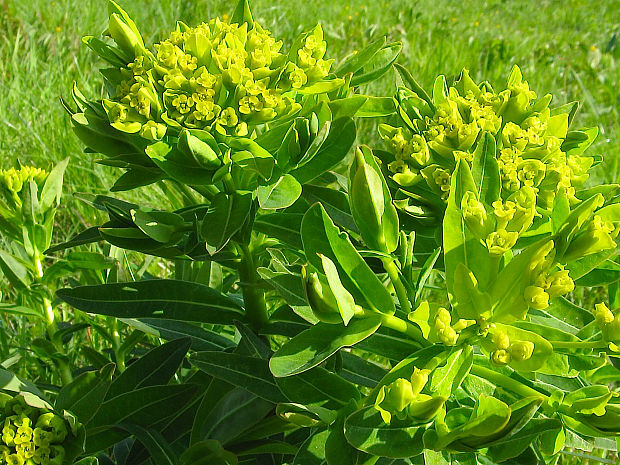 mliečnik močiarny Tithymalus palustris (L.) Hill