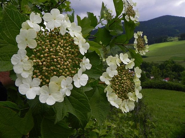 kalina obyčajná Viburnum opulus L.