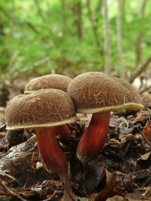 suchohríb Xerocomus sp.