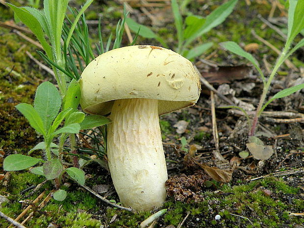 suchohríb plstnatý Xerocomus subtomentosus L.