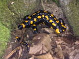 salamandra škvrnitá