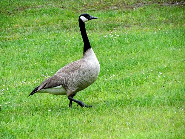 berenikla bielobrada  Branta canadensis