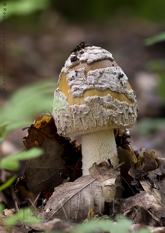 muchotrávka chrastavá Amanita ceciliae (Berk. & Broome) Bas