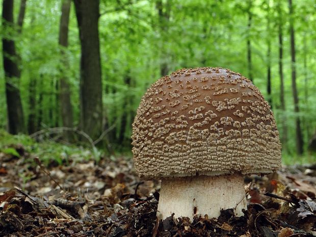 muchotrávka červenkastá Amanita rubescens Pers.