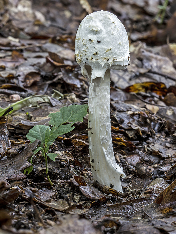 muchotrávka pošvatá Amanita vaginata (Bull.) Lam.