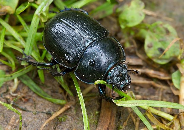 lajniak hôrny Anoplotrupes stercorosus