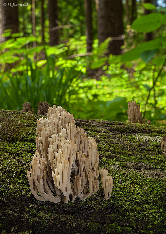 korunovec svietnikovitý Artomyces pyxidatus (Pers.) Jülich