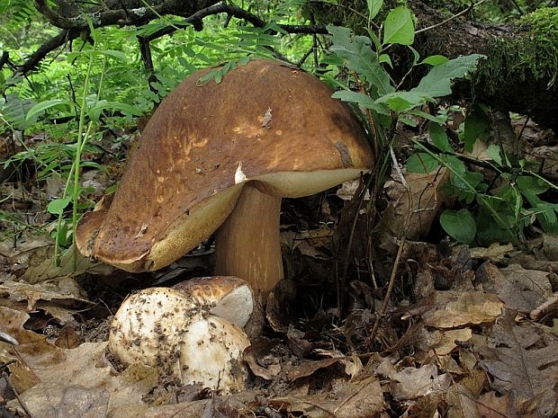 hríb bronzový Boletus aereus Bull. ex Fr.