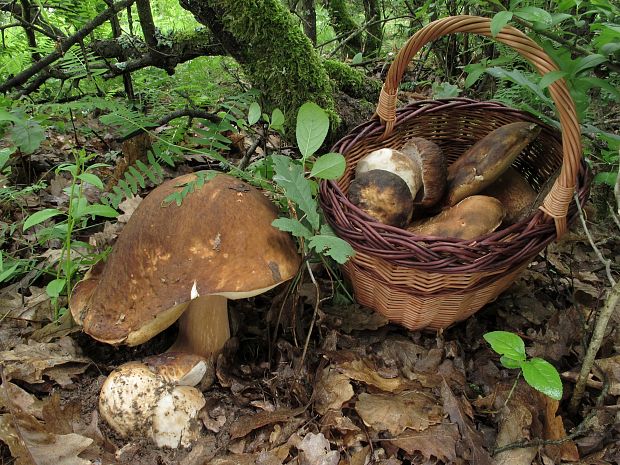 hríb bronzový Boletus aereus Bull. ex Fr.