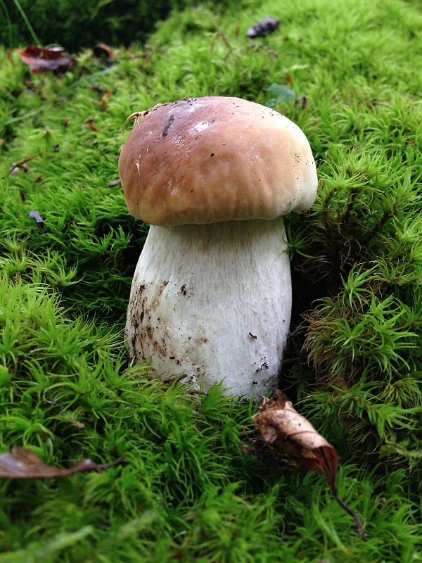 hríb smrekový Boletus edulis Bull.