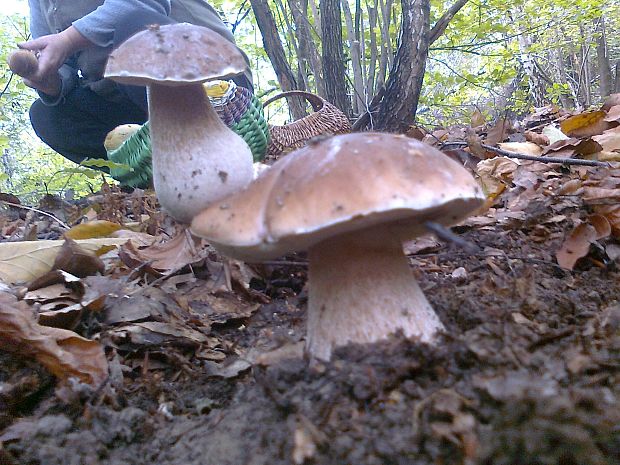 hríb smrekový Boletus edulis Bull.