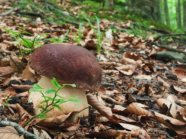 hríb sosnový Boletus pinophilus Pil. et Dermek in Pil.