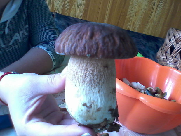 hríb sosnový Boletus pinophilus Pil. et Dermek in Pil.