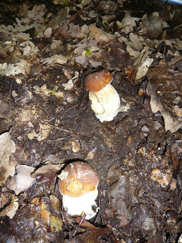 hríb dubový Boletus reticulatus Schaeff.