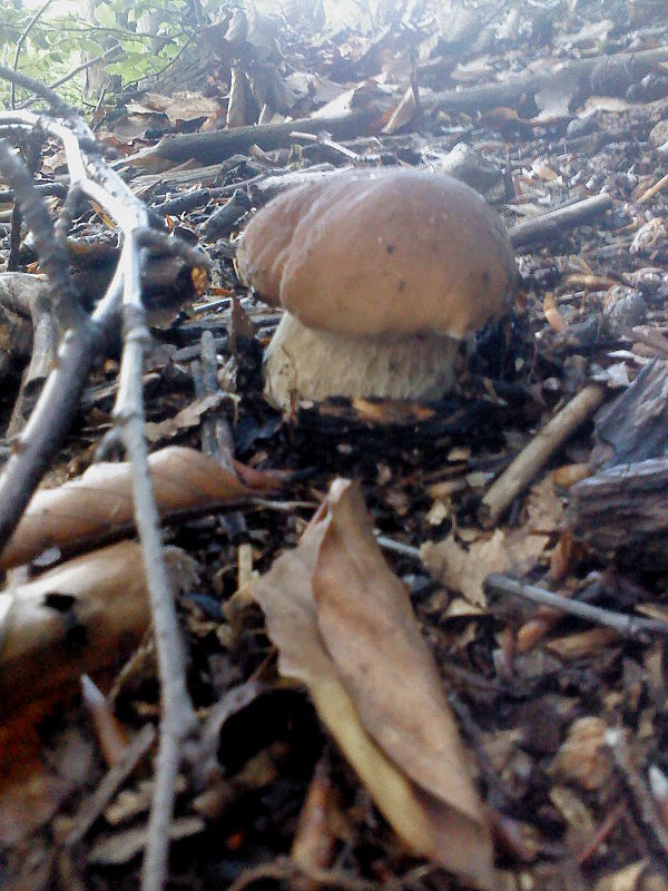 hríb dubový Boletus reticulatus Schaeff.