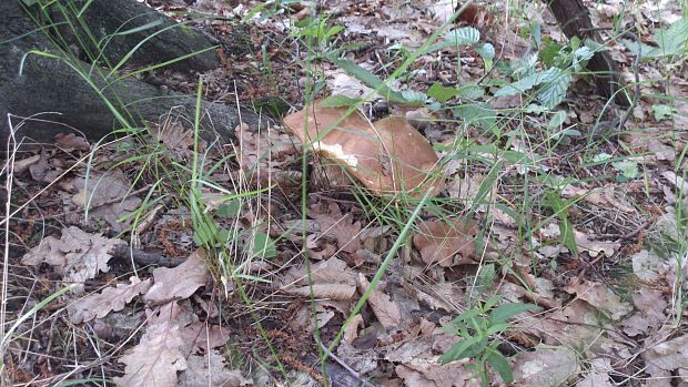 hríb dubový Boletus reticulatus Schaeff.